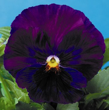 Виола Виттрока (Viola wittrockiana)