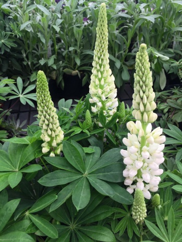 Люпин многолистный (Lupinus polyphyllus)