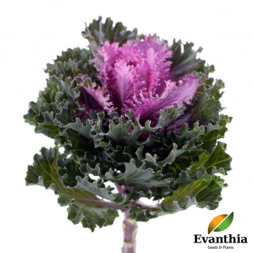 Декоративная капуста (Brassica oleracea)