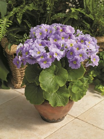 Примула обратноконическая (Primula obconica)