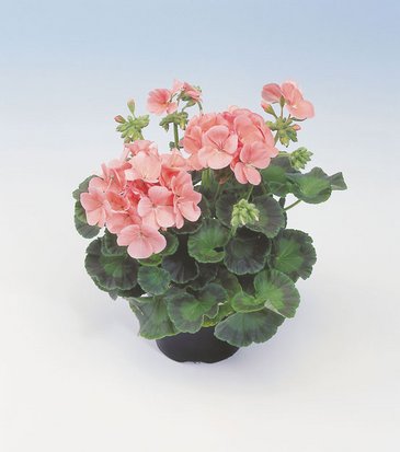 Герань (пеларгония садовая) (Pelargonium x hortorum)