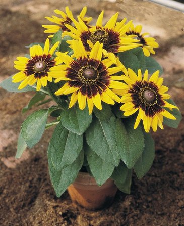 Рудбекия волосистая (Rudbeckia hirta)