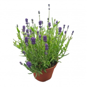 Лаванда узколистная (Lavandula angustifolia)