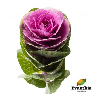 Декоративная капуста (Brassica oleracea)