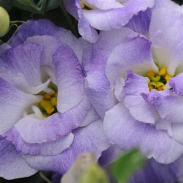 Лизиантус (Эустома) крупноцветковый (Lisianthus grandiflorum)