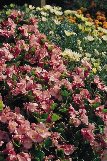 Бегония вечноцветущая (зеленая листва) (Begonia semperflorens)