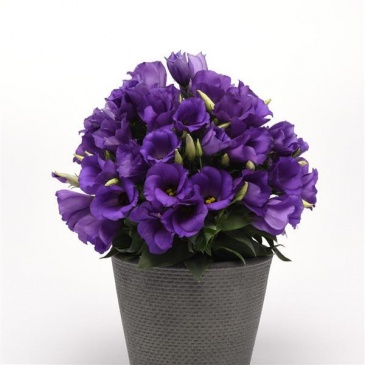 Лизиантус (Эустома) крупноцветковый (Lisianthus grandiflorum)