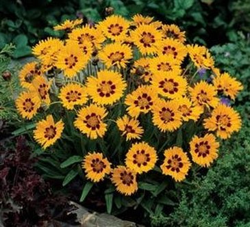 Кореопсис крупноцветковый (Coreopsis grandiflora)