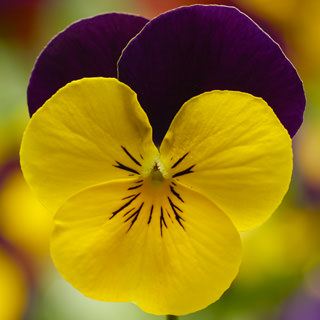 Виола рогатая (Viola cornuta)