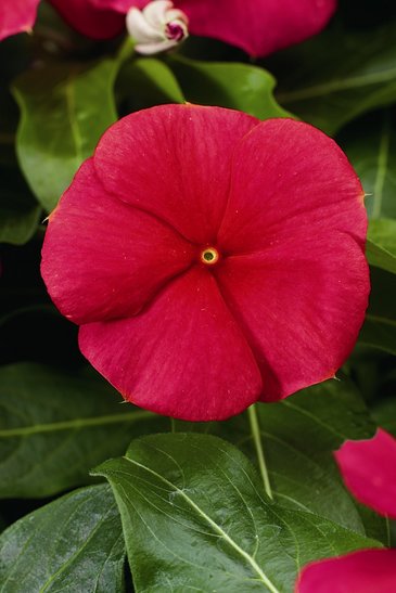 Катарантус розовый (Vinca rosea)