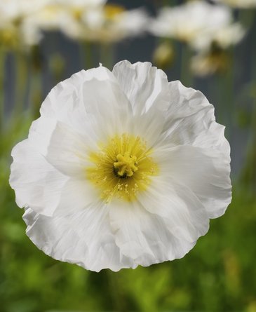 Мак голостебельный (Papaver nudicaule)