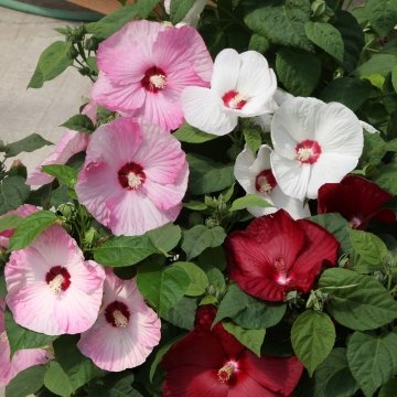 Гибискус мускусный (Hibiscus moscheutos)
