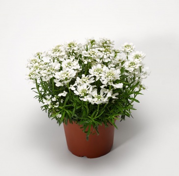 Иберис вечнозеленый (Iberis sempervirens)