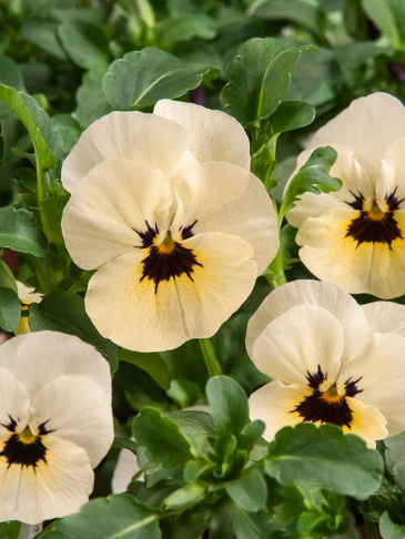 Виола рогатая (Viola cornuta)