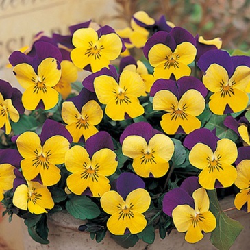 Виола рогатая (Viola cornuta)
