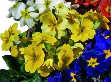 Примула полиантовая (многоцветковая) (Primula polyanthus)