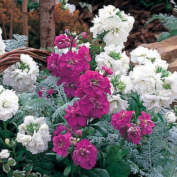 Левкой седой (Matthiola incana)