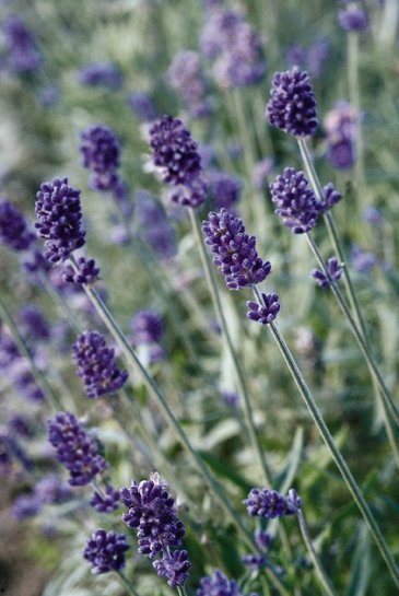 Лаванда узколистная (Lavandula angustifolia)