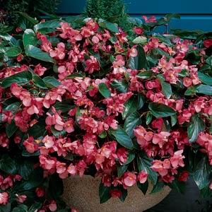 Бегония гибридная ампельная (зеленая листва) (Begonia hybrida)