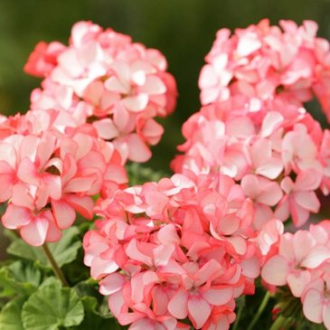 Герань (пеларгония садовая) (Pelargonium x hortorum)