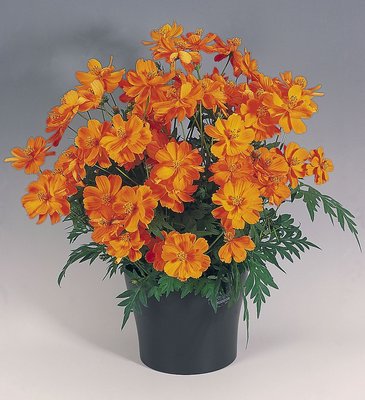 Космея сернисто-желтая (Cosmos sulphureus)