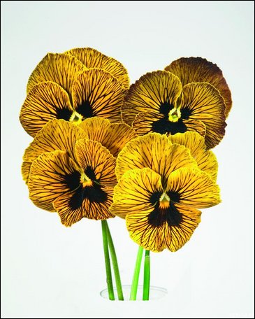 Виола гибридная (Viola wittrockiana x cornuta)