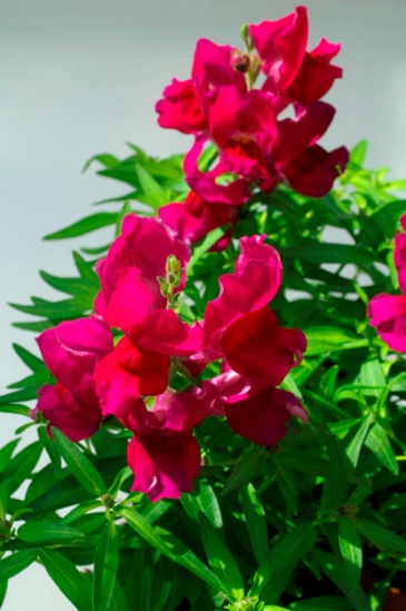 Львиный зев (Антирринум) большой (Antirrhinum majus)