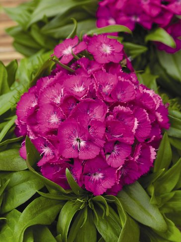 Гвоздика турецкая (Dianthus barbatus)