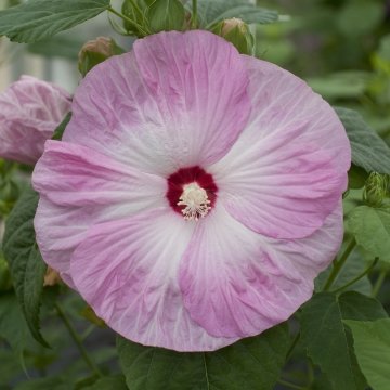 Гибискус мускусный (Hibiscus moscheutos)