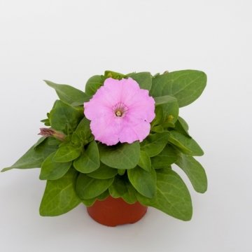 Петуния многоцветковая (генетически компактная) (Petunia multiflora)