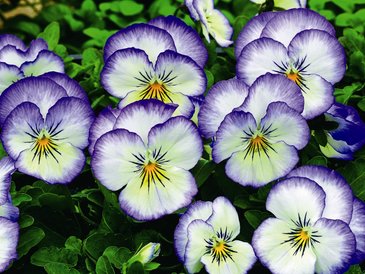 Виола рогатая (Viola cornuta)