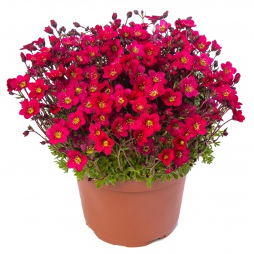 Камнеломка Арендса (Saxifraga arendsii)