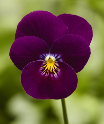 Виола рогатая (Viola cornuta)