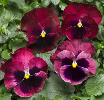 Виола Виттрока (Viola wittrockiana)