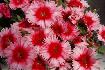Гвоздика китайская (Dianthus chinensis)