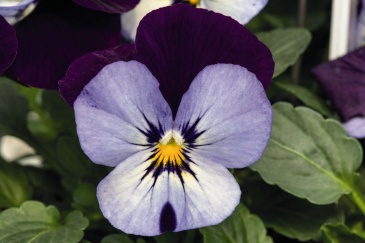 Виола рогатая (Viola cornuta)