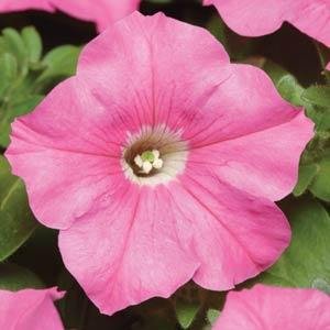 Петуния многоцветковая (Petunia multiflora)