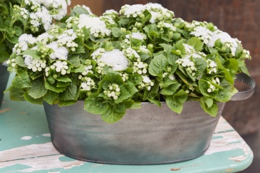 Агератум мексиканский (Ageratum houstonianum) Агератум мексиканский (Ageratum houstonianum)