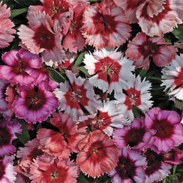 Гвоздика китайская (Dianthus chinensis)