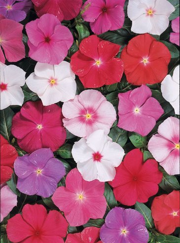 Катарантус розовый (Vinca rosea)