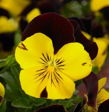 Виола Виттрока ампельная (Viola wittrockiana)