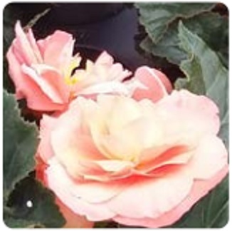 Бегония клубневая махровая (Begonia tuberhybrida)