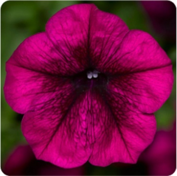 Петуния ампельная гибридная (Petunia x hybrida)
