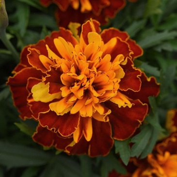 Бархатцы отклоненные (Tagetes patula) Бархатцы отклоненные (Tagetes patula)