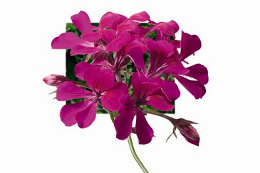 Пеларгония плющелистная ампельная (Pelargonium peltatum)