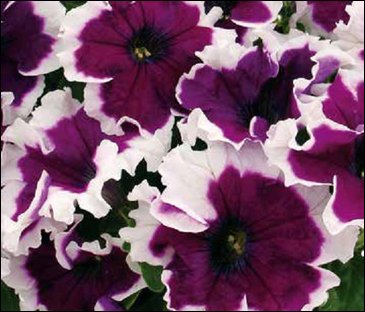 Петуния крупноцветковая гофрированная (Petunia grandiflora)
