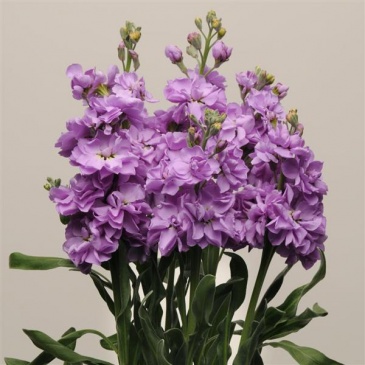 Левкой седой (Matthiola incana)