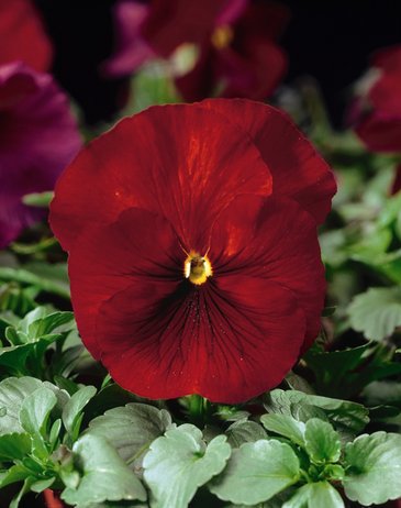 Виола Виттрока (Viola wittrockiana)