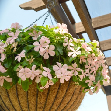 Катарантус розовый ампельный (Vinca rosea)