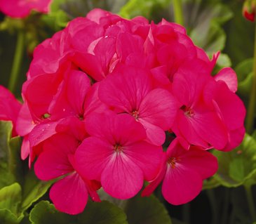 Герань (пеларгония садовая) (Pelargonium x hortorum)
